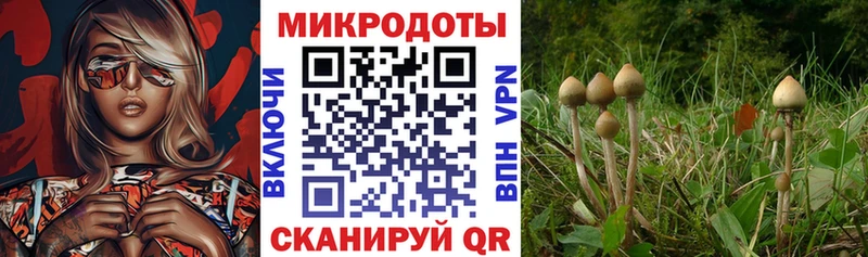 Псилоцибиновые грибы Cubensis  Верхнеуральск 